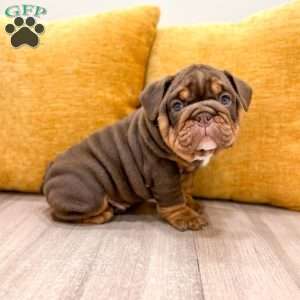 Silas, English Bulldog Puppy