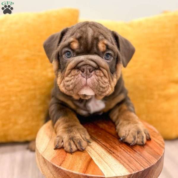 Silas, English Bulldog Puppy