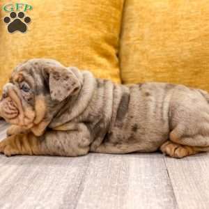 Felix, English Bulldog Puppy