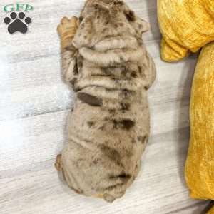 Felix, English Bulldog Puppy