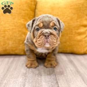 Felix, English Bulldog Puppy