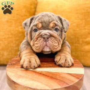 Felix, English Bulldog Puppy