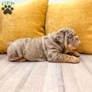 Felix, English Bulldog Puppy