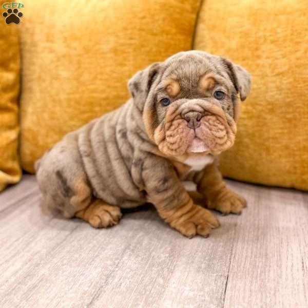 Felix, English Bulldog Puppy