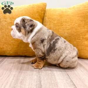 Otis, English Bulldog Puppy