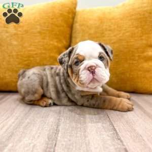 Otis, English Bulldog Puppy