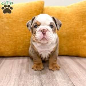 Otis, English Bulldog Puppy