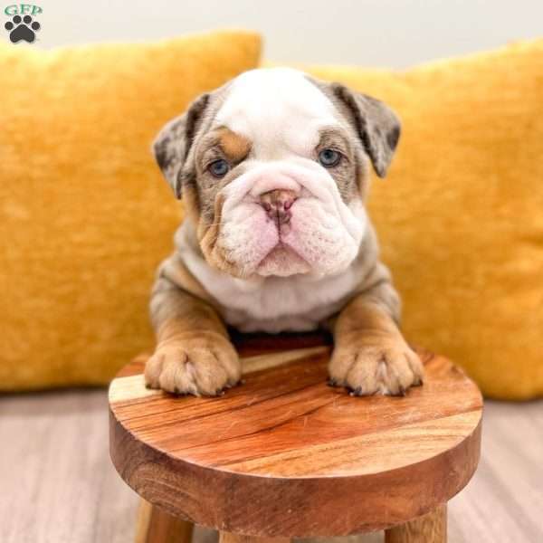 Otis, English Bulldog Puppy