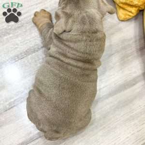 Walter, English Bulldog Puppy