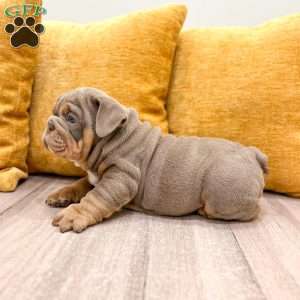 Walter, English Bulldog Puppy