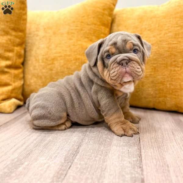 Walter, English Bulldog Puppy