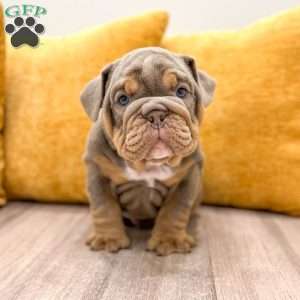Walter, English Bulldog Puppy