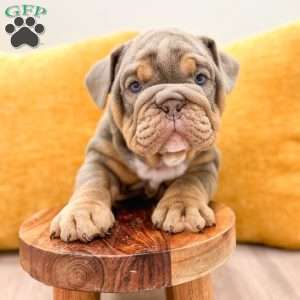 Walter, English Bulldog Puppy