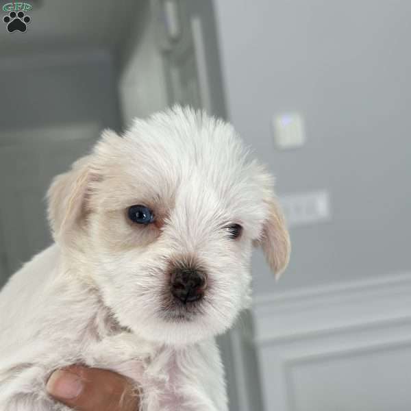 Blanca, Miniature Schnauzer Puppy
