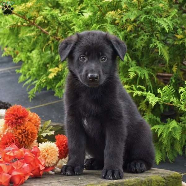 Ben, German Shepherd Puppy
