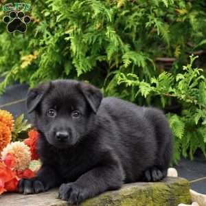Ben, German Shepherd Puppy