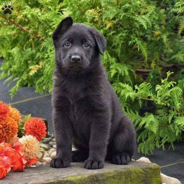 Bryce, German Shepherd Puppy