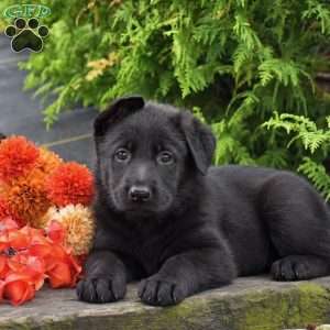 Bryce, German Shepherd Puppy