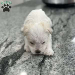 Blanca, Miniature Schnauzer Puppy