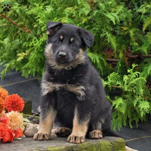 Brooklynn, German Shepherd Puppy