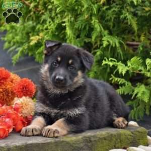 Brooklynn, German Shepherd Puppy