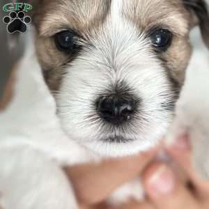 Rosie, Miniature Schnauzer Puppy