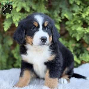 Zoey, Bernese Mountain Dog Puppy