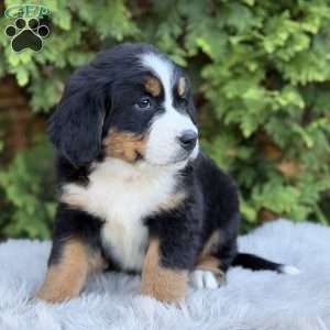 Zoey, Bernese Mountain Dog Puppy