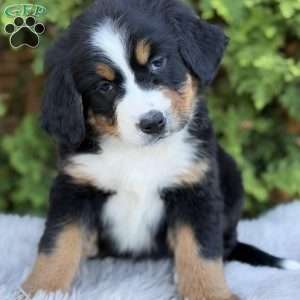 Zoey, Bernese Mountain Dog Puppy