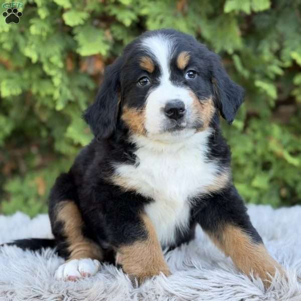 Zoey, Bernese Mountain Dog Puppy