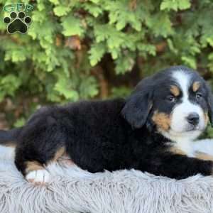 Zoey, Bernese Mountain Dog Puppy