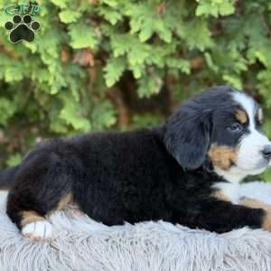 Zoey, Bernese Mountain Dog Puppy