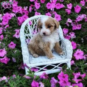 Pixie, Mini Bernedoodle Puppy