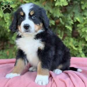 Skye, Bernese Mountain Dog Puppy