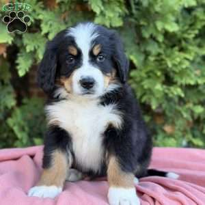 Skye, Bernese Mountain Dog Puppy