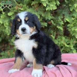 Skye, Bernese Mountain Dog Puppy