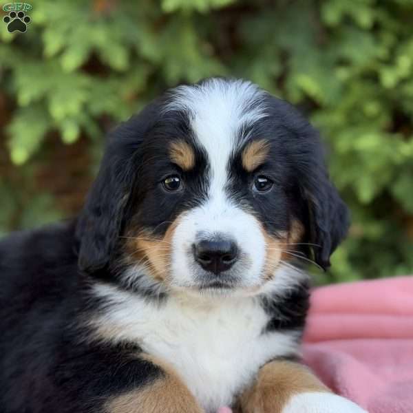 Skye, Bernese Mountain Dog Puppy