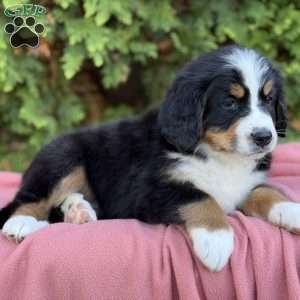 Skye, Bernese Mountain Dog Puppy