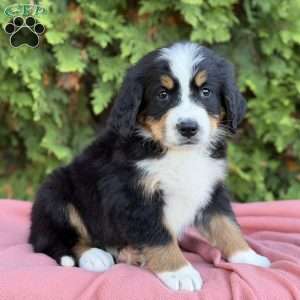 Skye, Bernese Mountain Dog Puppy