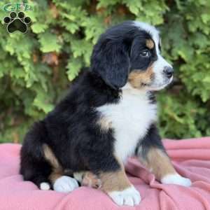Skye, Bernese Mountain Dog Puppy