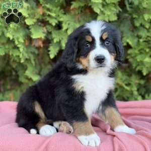 Skye, Bernese Mountain Dog Puppy