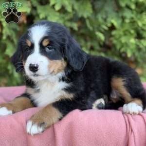 Zayla, Bernese Mountain Dog Puppy