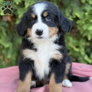 Zayla, Bernese Mountain Dog Puppy