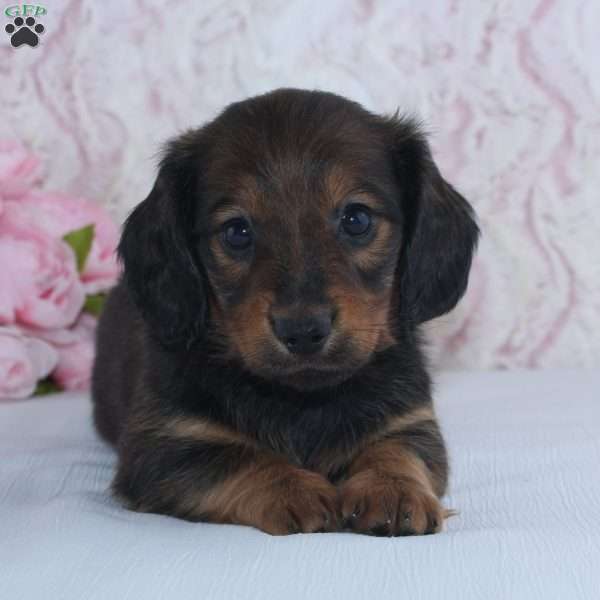 Sadie, Dachshund Puppy