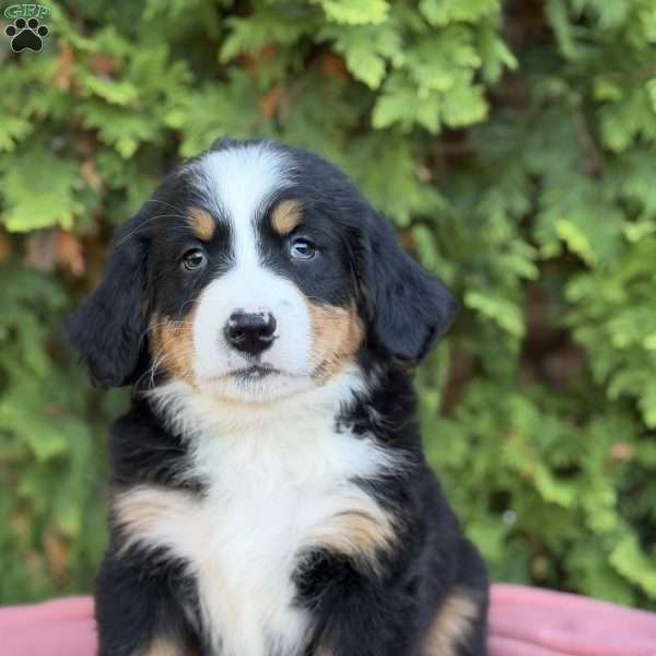 Zayla, Bernese Mountain Dog Puppy