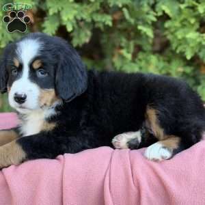 Zayla, Bernese Mountain Dog Puppy
