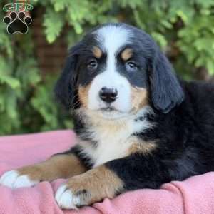 Zayla, Bernese Mountain Dog Puppy