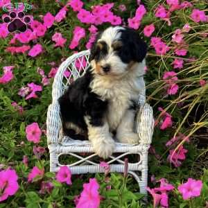 Patch, Mini Bernedoodle Puppy