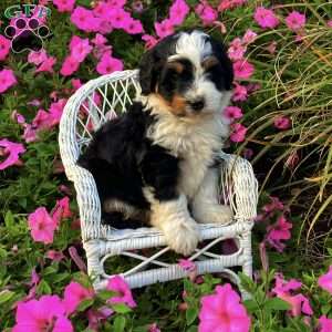 Patch, Mini Bernedoodle Puppy