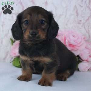 Sadie, Dachshund Puppy